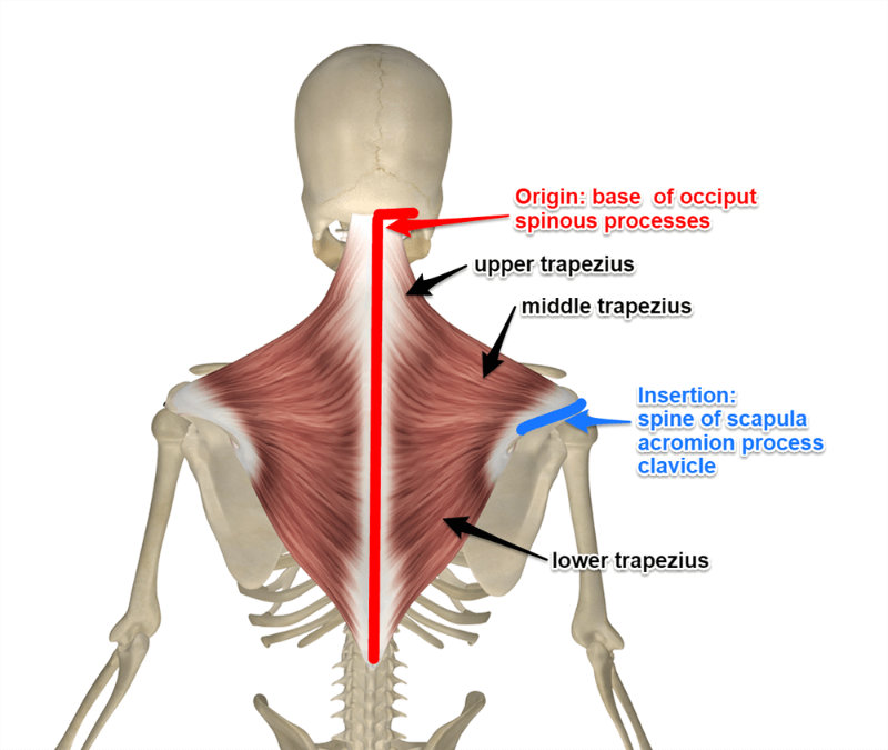 Trapezius Muscle Origin And Insertion OrthoFixar Trapezius Muscle Trapezius Muscle Origin And Insertion OrthoFixar Trapezius Muscle
